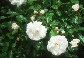Photo of Rosa 'Prosperity' (Rosa 'Prosperity's)