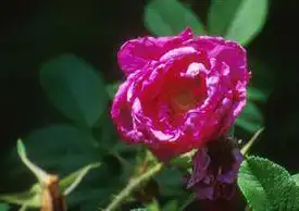 Foto de Rosa 'Purple Pavement' (Rosa 'Purple Pavement's)
