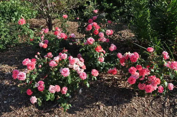 Фото Rosa 'Radtreasure' (Rosa 'Radtreasure's)