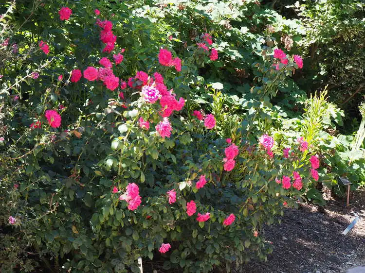 Фото Rosa 'Radtreasure' (Rosa 'Radtreasure's)