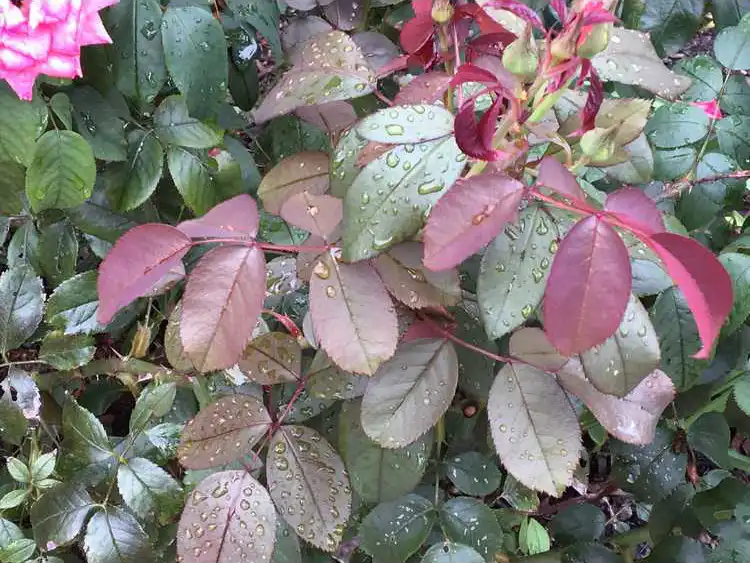 Фото Rosa 'Radtreasure' - New leaves have a burgundy color.:J.C. Raulston Arboretum