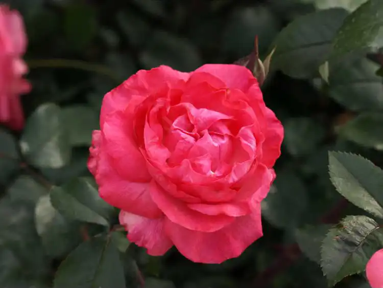 Фото Rosa 'Radtreasure' - Flower:J.C. Raulston Arboretum