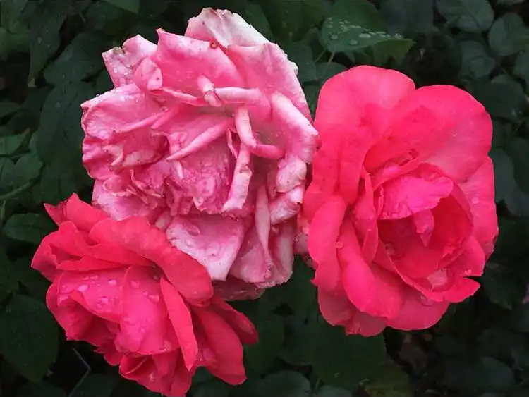 Фото Rosa 'Radtreasure' - Fading flower in the middle, mature flowers on the left/right.:J.C. Raulston Arboretum