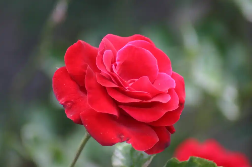 Photo of Rosa 'Red Fountain' (Rosa 'Red Fountain's)