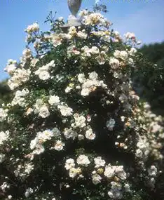 Foto de Rosa 'Rene Andre' (Rosa 'Rene Andre's)