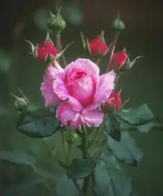 Photo of Rosa 'Rhonda' (Rosa 'Rhonda's)