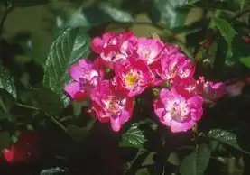 Photo of Rosa 'Robin Hood' (Rosa 'Robin Hood's)