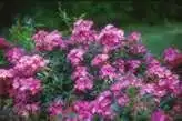 Photo of Rosa 'Robin Hood' (Rosa 'Robin Hood's)