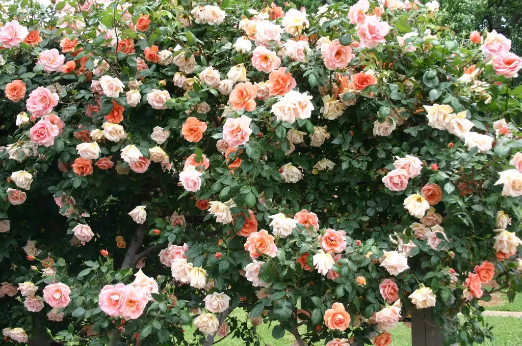 Photo of Rosa 'Royal Sunset' (Rosa 'Royal Sunset's)