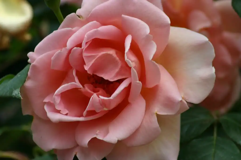 Photo of Rosa 'Royal Sunset' (Rosa 'Royal Sunset's)