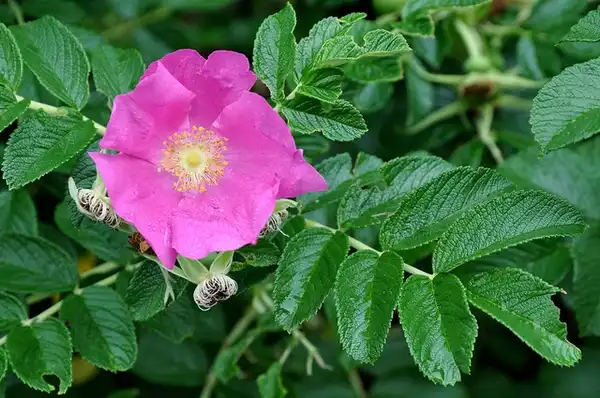 Foto de Rosa rugosa (Rosa rugosas)