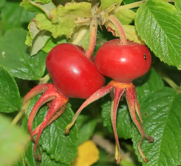 Foto de Rosa rugosa (Rosa rugosas)