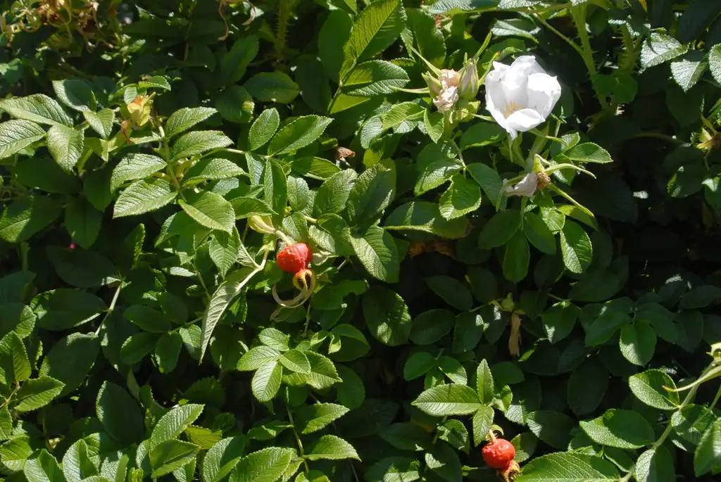 Foto de Rosa rugosa - Leaf, Fruit and Flower:Jim Robbins