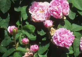 Фото Rosa 'Salet' (Rosa 'Salet's)