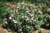 Фото Rosa 'Salet' (Rosa 'Salet's)