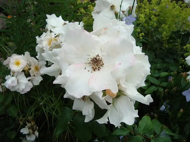 Foto de Rosa 'Sally Holmes' (Rosa 'Sally Holmes's)