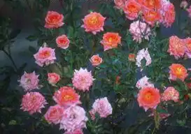 Photo of Rosa 'SAVabeg' (Rosa 'SAVabeg's)