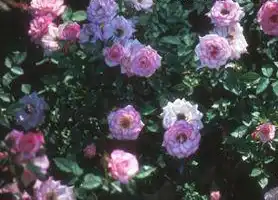Foto de Rosa 'SAVachild' (Rosa 'SAVachild's)