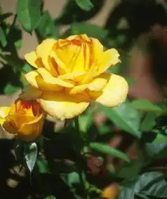 Photo of Rosa 'SAValife' (Rosa 'SAValife's)