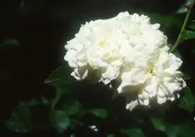 Photo of Rosa 'Seafoam' (Rosa 'Seafoam's)