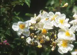 Photo of Rosa 'Silver Moon' (Rosa 'Silver Moon's)