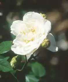 Foto de Rosa 'Sombreuil' (Rosa 'Sombreuil's)
