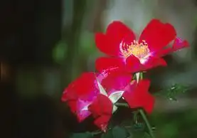 Foto de Rosa 'Souvenir de la Malmaison' (Rosa 'Souvenir de la Malmaison's)
