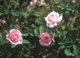 Photo of Rosa 'SPIcup' (Rosa 'SPIcup's)