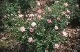 Photo of Rosa 'SPIcup' (Rosa 'SPIcup's)