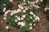 Photo of Rosa 'SPIcup' - :