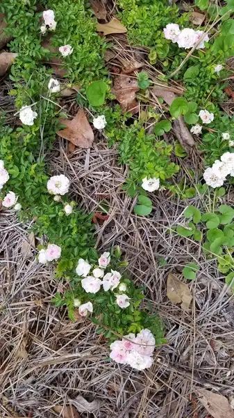 Фото Rosa spinosissima (Rosa spinosissimas)