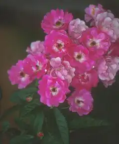 Foto de Rosa 'TANbeedee' (Rosa 'TANbeedee's)
