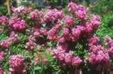 Foto de Rosa 'TANbeedee' (Rosa 'TANbeedee's)