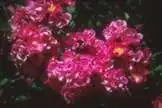 Foto de Rosa 'TANbeedee' - :