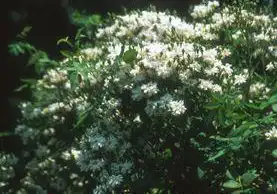 Foto de Rosa 'The Garland' (Rosa 'The Garland's)