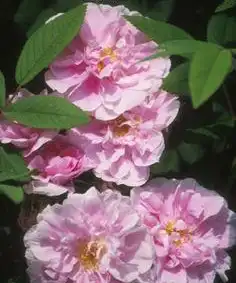 Photo of Rosa 'Therese Bugnet' (Rosa 'Therese Bugnet's)