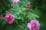 Photo of Rosa 'Therese Bugnet' (Rosa 'Therese Bugnet's)