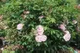 Photo of Rosa 'Therese Bugnet' - :