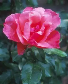 Photo of Rosa 'TWOadvance' (Rosa 'TWOadvance's)