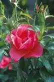Photo of Rosa 'TWOadvance' (Rosa 'TWOadvance's)