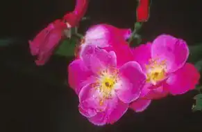 Foto de Rosa 'Vanity' (Rosa 'Vanity's)