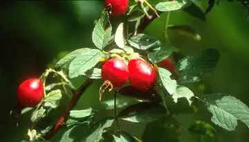 Photo of Rosa villosa (Rosa villosas)