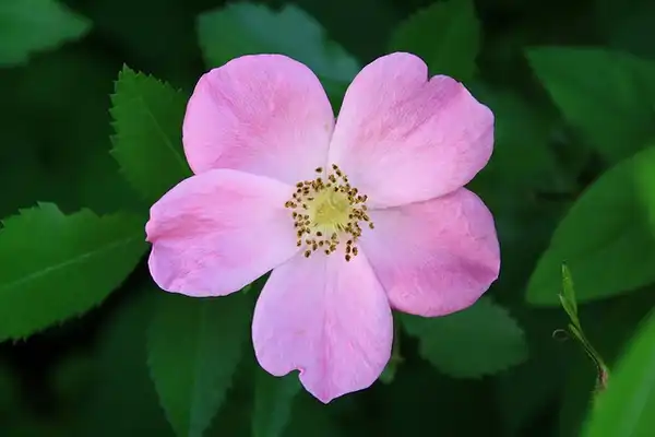 Photo of Rosa virginiana (Rosa virginianas)
