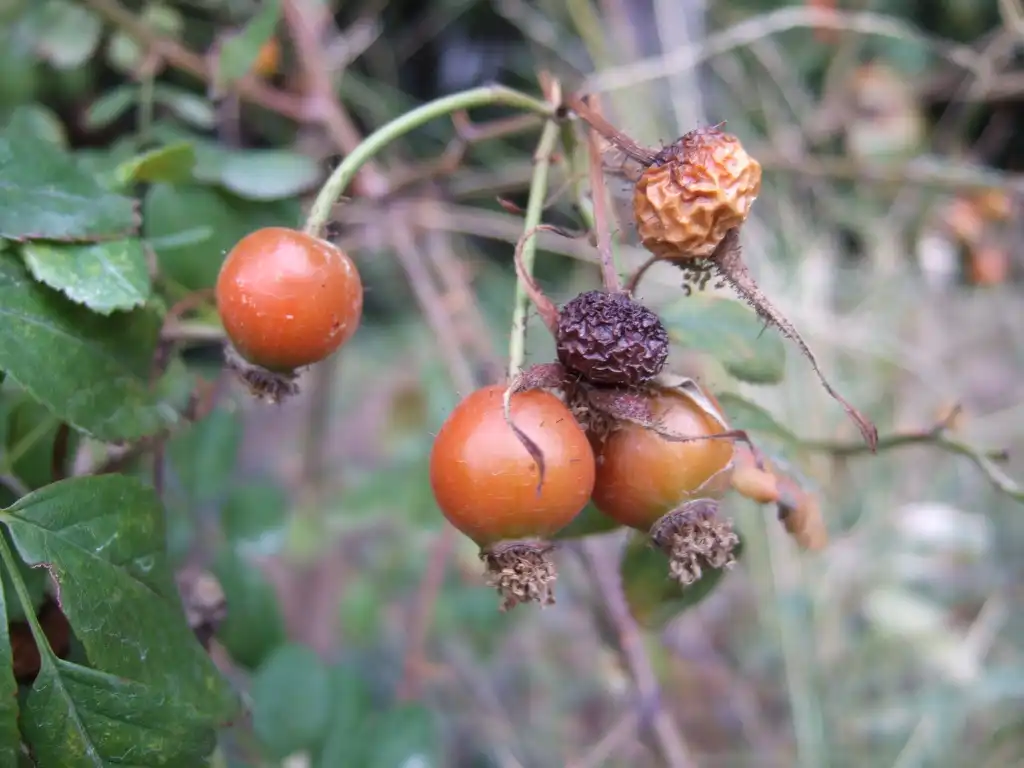 Photo of Rosa virginiana (Rosa virginianas)