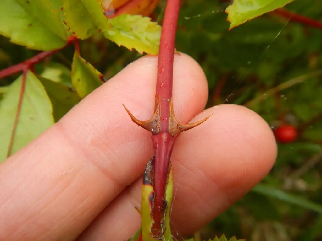 Photo of Rosa virginiana - Spines:K. Andre