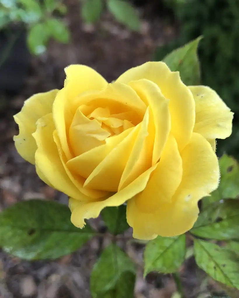 Фото Rosa 'WEKamanda' (Rosa 'WEKamanda's)