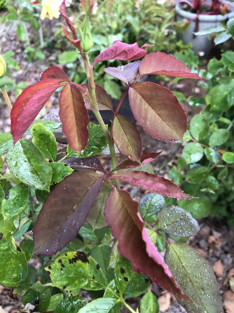 Фото Rosa 'WEKamanda' (Rosa 'WEKamanda's)