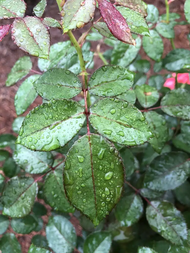 Фото Rosa 'WEKamanda' - Leaf:Susan Broderick