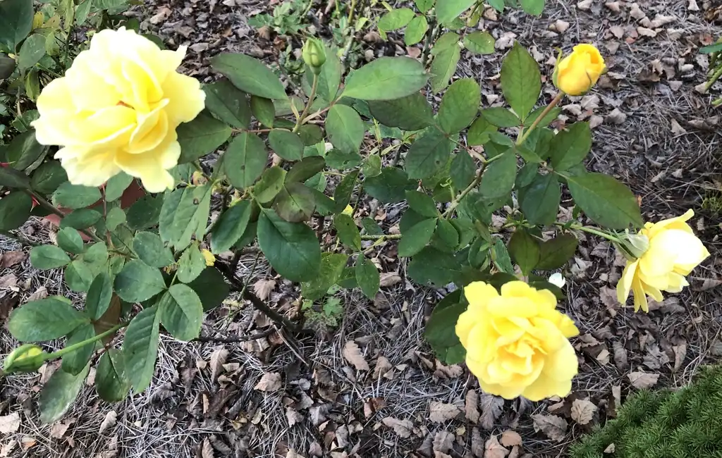 Фото Rosa 'WEKamanda' - Form:Jack & Mary Griffin