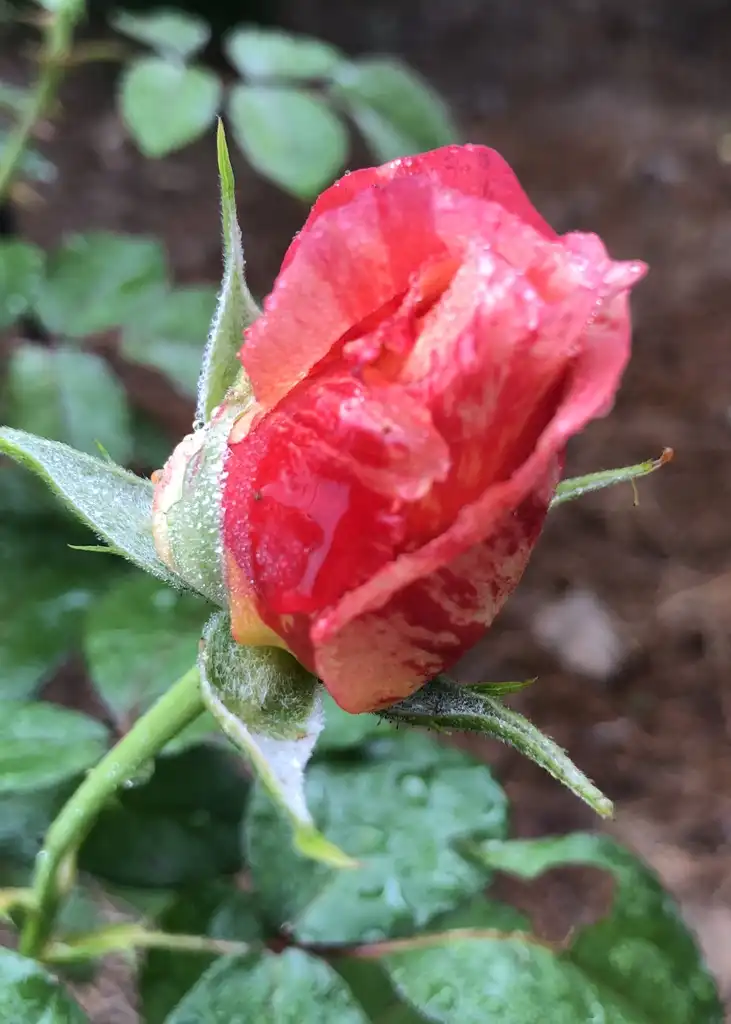 Фото Rosa 'WEKcifrabaun' (Rosa 'WEKcifrabaun's)